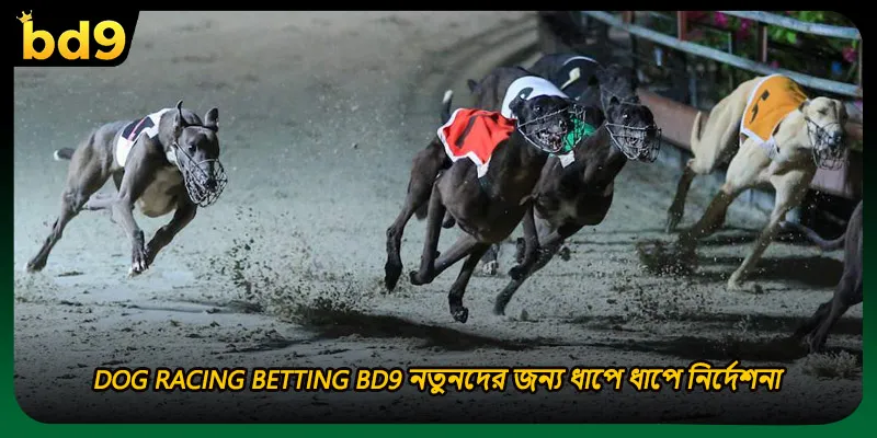 Dog Racing Betting BD9 নতুনদের জন্য ধাপে ধাপে নির্দেশনা