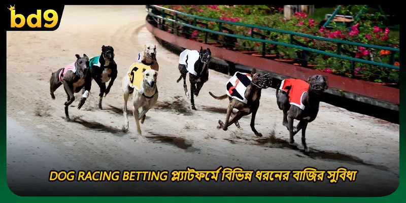 Dog racing betting প্ল্যাটফর্মে বিভিন্ন ধরনের বাজির সুবিধা