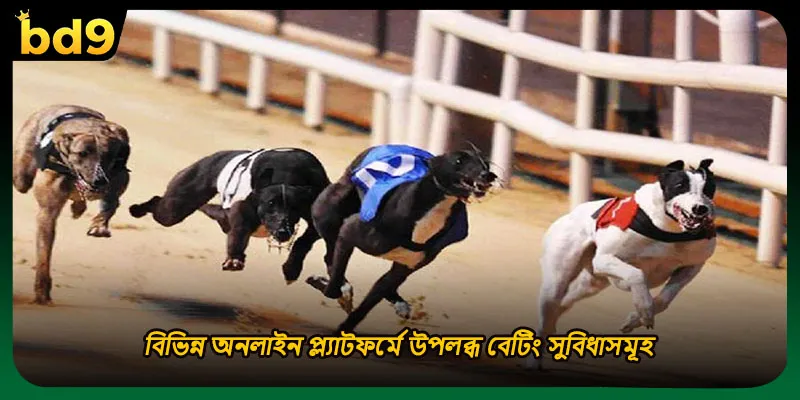 বিভিন্ন অনলাইন প্ল্যাটফর্মে উপলব্ধ বেটিং সুবিধাসমূহ